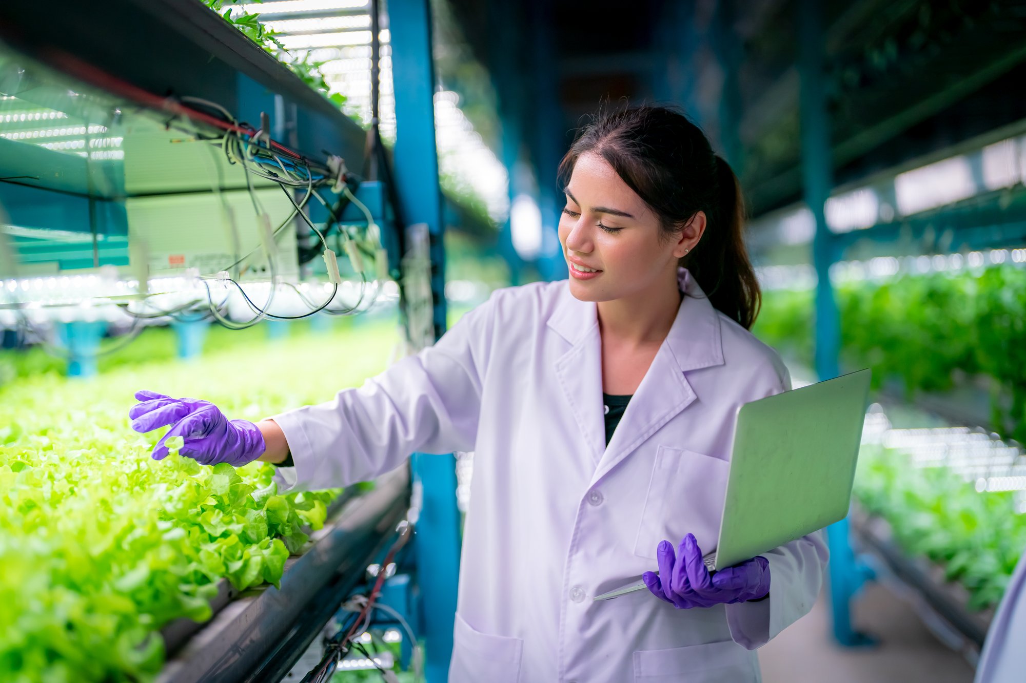inside-of-greenhouse-hydroponic-vertical-farm-eco-2025-02-03-09-56-21-utc