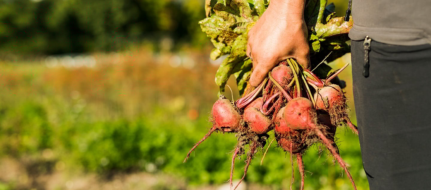 foto del articulo Crean la primera Red de Agricultura Urbana y Periurbana de Mérida