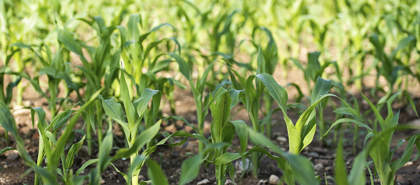 Plantación maíz como parte de un sistema alimentario